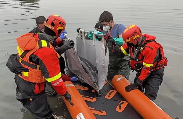 Pri Lignanu re&scaron;ili delfina, ki je nasedel na sipini (VIDEO)