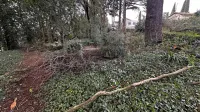 Gosta zasaditev povzroča pomanjkanje svetlobe in posledično 
sušenje vej.  