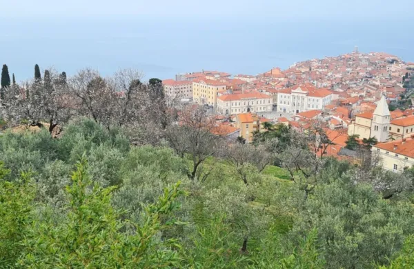 Velik del pod mestnim obzidjem zasedajo tako imenovani Orti Battifreddo z oljkami in mandljevci.