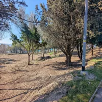 Nad plažo Valdoltra znova vidna drevesa iz nekdanje drevesnice