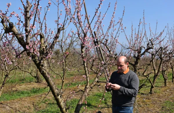 Strokovnjak Kmetijsko gozdarskega zavoda Nova Gorica Vasja 
Juretič z zaskrbljenostjo pregleduje cvetove breskev na eni najbolj 
izpostavljenih nižinskih leg v  Vipavski dolini - v Renčah, v nasadu 
Tomaža Šinigoja.