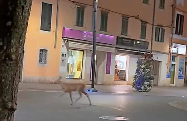 Sredi noči se je po sredi&scaron;ču Kopra sprehajala srna
