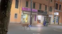 Sredi noči se je po sredi&scaron;ču Kopra sprehajala srna
