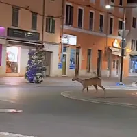 Sredi noči se je po sredi&scaron;ču Kopra sprehajala srna