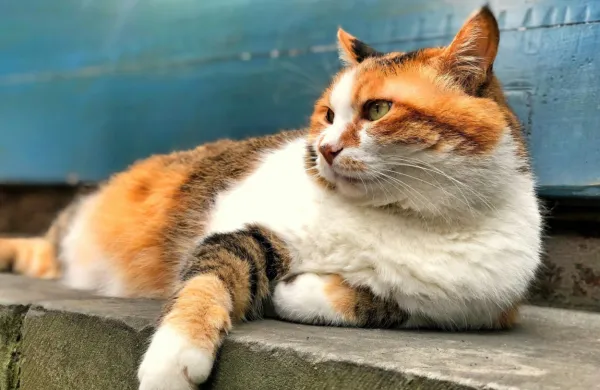 Dieto za mačko naj pomaga sestaviti veterinar.