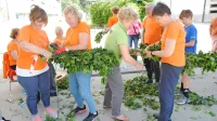 Članice Aktiva mestnih žena in deklet Goričanke in društva Šola 
zdravja so danes pletle bršljanovo kito za praznični mlaj. 