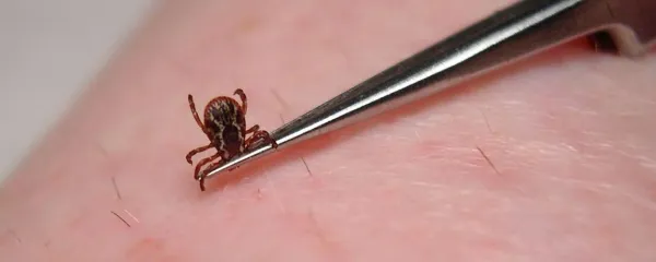 Klop je nadloga, ki zajeda in prenaša številne bolezni.