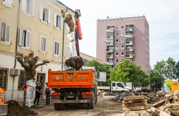 Stara drevesa, ki so v poletni pripeki nudila bogato senco, se danes 
poslavljajo od Muzejskega trga v Kopru. 