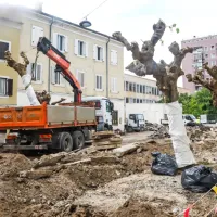 Stara drevesa se poslavljajo od Muzejskega trga (FOTO)