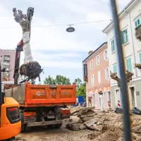 Stara drevesa se poslavljajo od Muzejskega trga (FOTO)
