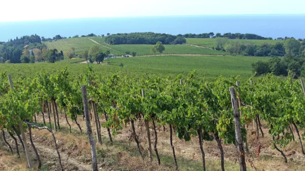 Vinski turizem je pomemben del vinske ekonomije.