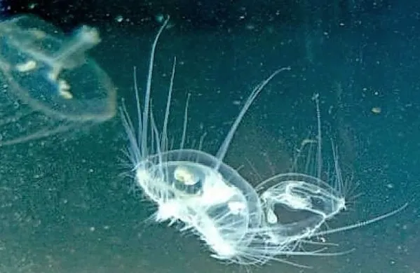 Sladkovodna meduza Craspedacusta sowerbii