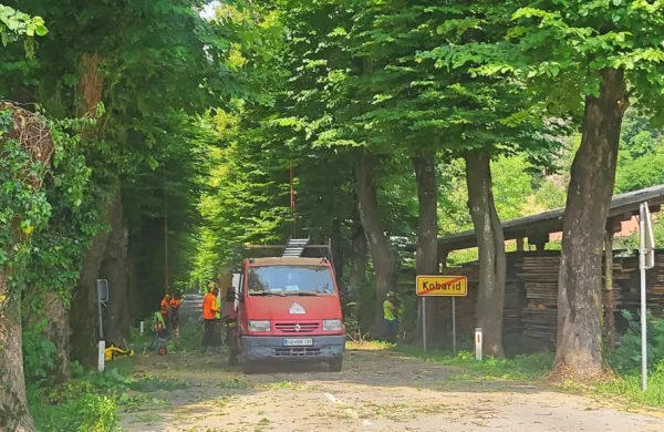 Na relaciji Kobarid-Robič bodo še do petka obrezovali lipe.
