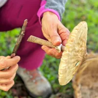 Gobe vedno odrežemo z nožem tako, da je goba čim bolj vidna kot 
celota.