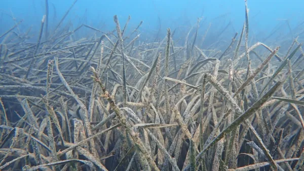 Pozejdonka (Poisidonia oceanica) je edemit sredozemskega morja.