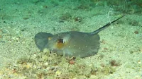 Navadni morski bič (Dasyatis pastinaca) na Brijonih 
