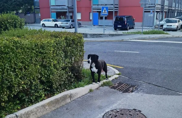 Starši opozarjajo, da mešanec nekdanjega župana Ivana Princesa 
ustrahuje mimoidoče,  več otrok in odraslih je že ugriznil.