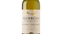 Beli pinot (Quercus)