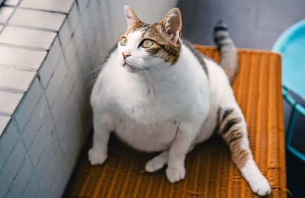 Slovenski veterinarji ocenjujejo da naj bi jih bilo pri nas pretežkih 
približno 25 odstotkov mačk.