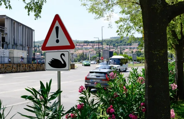 Vozniki  na Piranski  cesti  pogosto naletijo  na  labodji  par z  mladiči  
in  praviloma    strpno  čakajo, da  varno  prečkajo  cesto.  