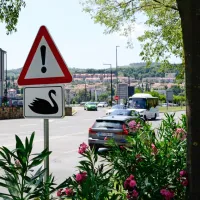 Vozniki  na Piranski  cesti  pogosto naletijo  na  labodji  par z  mladiči  
in  praviloma    strpno  čakajo, da  varno  prečkajo  cesto.  