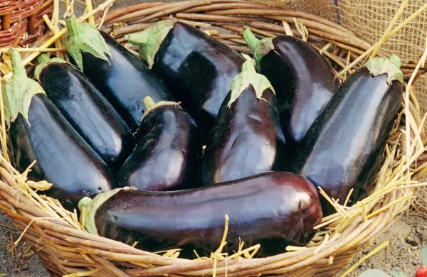 

Jajčevci vsebujejo strupen solanin, ki pa se pri toplotni obdelavi 
razkroji, zato jih ne smemo uživati surovih.