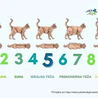Ocena telesne kondicije pri mačkah