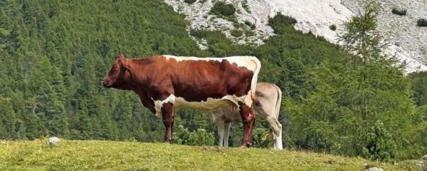 Zaradi stroškov in omejitev je v Evropi vse manj govedoreje.
