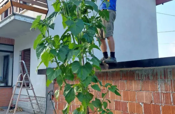 Sončnica velikanka