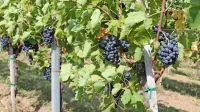 Vino kot razglednica in vabilo na obisk