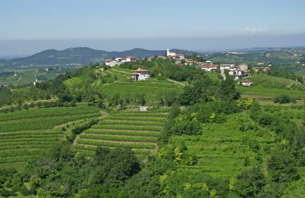 V Goriških brdih se je število nastanitvenih zmogljivosti v zadnjem 
desetletju več kot potrojilo, delež turističnih kmetij pa je relativno 
upadel. 