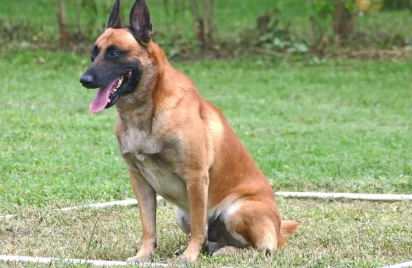 Ob napačni vzgoji so lahko belgijski ovčarji precej popadljivi psi. 
Fotografija je simbolična.