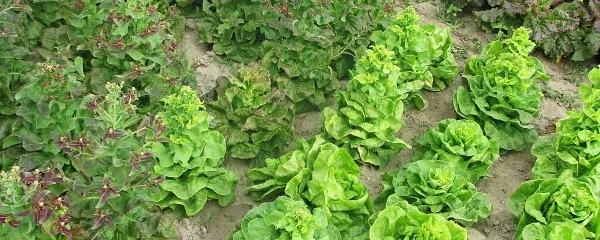 Zimska rjavka ima krajšo vegetacijo kot nansen, kar je lepo vidno 
na sliki.  (foto: Miša Pušenjak)