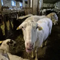 Na kmetiji Škander  v  hlev  vsak  dan  zaprejo  kakšno  novo  okuženo  
ovco,  ozdravljene  pa  spustijo na  pašo.    