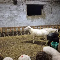 Bolezen  modrikastega  jezika  so potrdili  na  73 kmetijah,  a  so  
številke  zagotovo  precej  višje.  