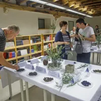 (FOTO) Picholine so premagale &scaron;torte
