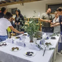 (FOTO) Picholine so premagale &scaron;torte