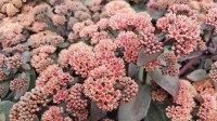 Sedum Oriental Dancer