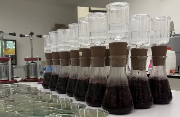 Mikrobiolo&scaron;ki laboratorij, kjer poteka spontana fermentacija grozdja sorte Modra frankinja, vzorčenega v sedmih vinogradih iz Bele krajine in Dolenjske. Na petrijevkah so vidne kolonije kvasovk, ki so se pojavile po nanosu vzorca fermentirajočega mo&scaron;ta. 