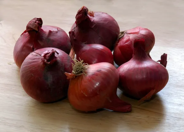 čebula