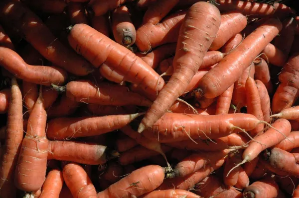 korenje zelenjava vitamini zdrava hrana