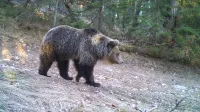 Ko je enkrat v okolju veliko medvedov, se bo začel povečevati tudi pritisk na območja, kjer živimo ljudje.