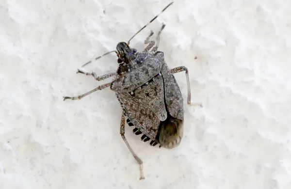 Marmorirana smrdljivka - Halyomorpha halys nymphv Novi Gorici na zidu