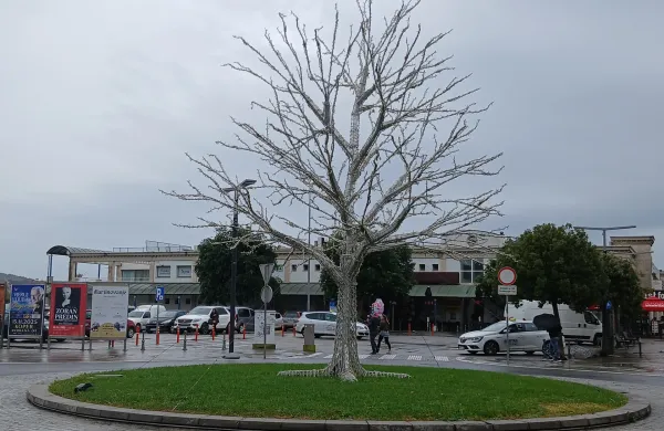 V slovenski Istri se že pripravljajo na božično-novoletna praznovanja: v Koper prihaja novo "zvezdnato nebo"