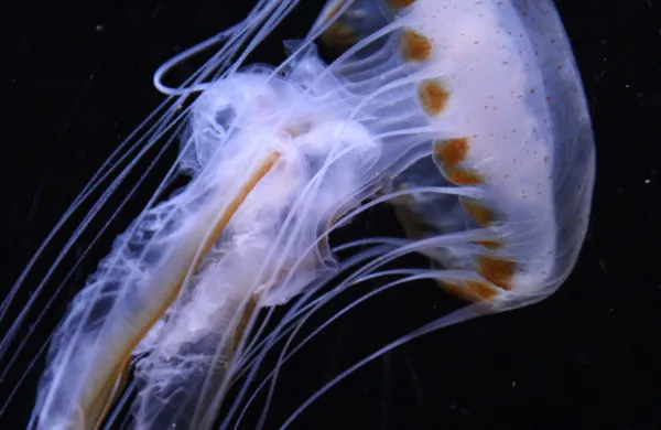 mlada kompasna meduza