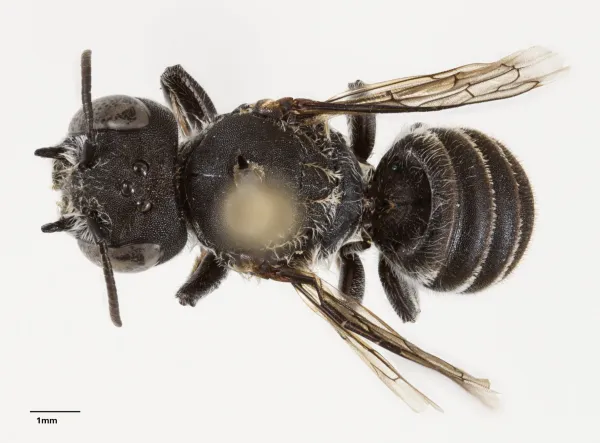 Vrsto, imenovano Megachile (Hackeriapis) lucifer, je v zahodni Avstraliji odkrila dr. Kit Prendergast z univerze Curtin.