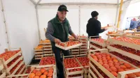 Od danes do nedelje v Strunjanu tradicionalni Praznik kakijev