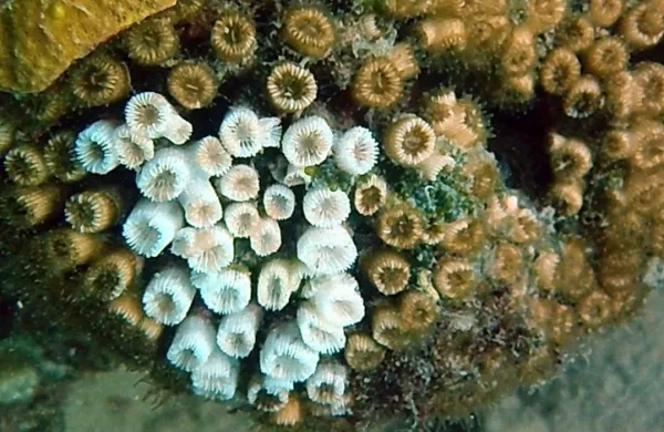 kamena korala
