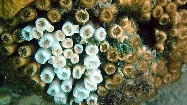 kamena korala
