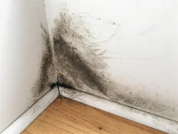 Pojav in nevarnosti plesni v stanovanju